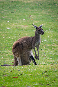 澳大利亚的Kangaroo和Joey在母亲邮袋中图片