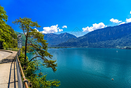 松树靠近明确透明的Thun湖 Thunersee 伯尔尼 S图片