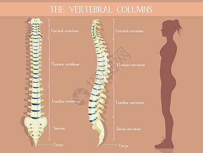 脊椎柱女性骶骨女士骨骼椎骨方案患者颈椎病尾骨骨头图片