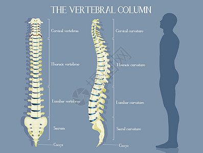 脊椎列骨头椎骨方案插图腰椎解剖学骶骨生物学医生颈椎病图片