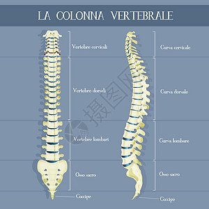 脊椎柱医生尾骨骨骼解剖学颈椎病患者腰椎椎骨药品插图图片