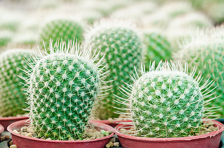 花园仙人掌中的仙人掌植物图片