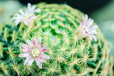 杂交辣椒花花园中的粉红紫花仙人球紫色植物杂交种植物群热带脊柱花园宏观沙漠背景图片