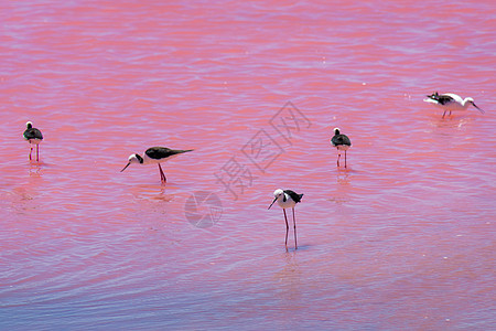 西澳大利亚粉红湖的 黑翼尖牙鸟群图片