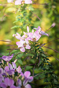 鱼香肉丝图片五颜六色的花的背景图片粉色宏观生长季节紫色植物群植物花束花瓣背景