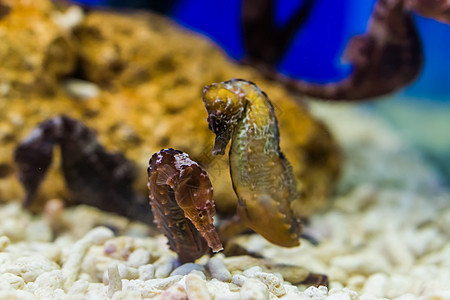 两只北海马 热带水族馆宠物 来自亚特兰地海洋 脆弱的动物物种图片