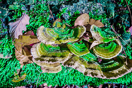 蘑菇生长在森林一棵枯树上灵芝植物菌类公园家庭季节雨林衰变橡木林地图片