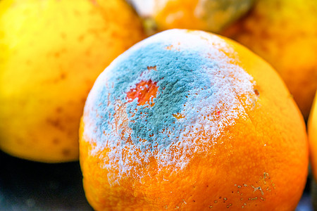 红橙柑橘柠檬水果图片