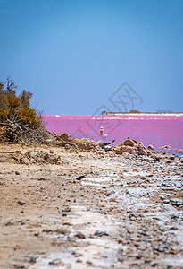 西澳大利亚州Gregory旁边粉红湖海滩的死木头图片