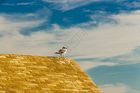 黄腿海鸥在的一座小屋上围捕图片