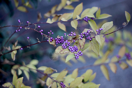 CallicarpaLamiaceae 配有紫浆果荒野公园珠果花梗灌木季节衬套宏观水果花园图片