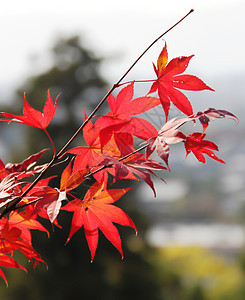 日文树叶季节花园颜色色调枫叶褪色红叶落叶枝条植物图片