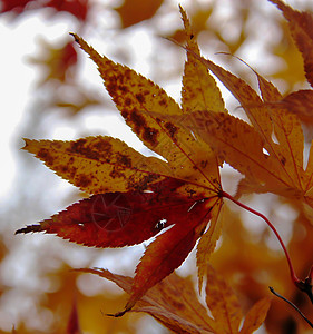 Shirakawago村的树叶花园颜色叶子色调植物装饰品枝条静脉季节枫叶图片