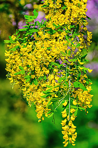 普通拉本花花生态花序植物水平植物群环境花朵花头黄色链子图片