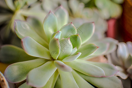 混合粉红色和绿色开花的 Echeveria 多汁室内植物布置盆背景图片