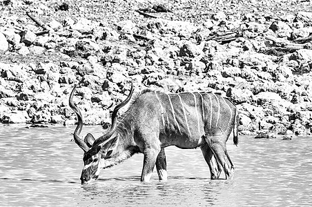 大库杜公牛在水井中的饮用水 单色图片
