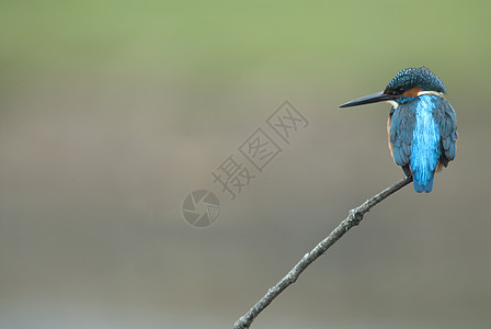 Kingfisher 阿尔西多在此 嵌入生物学蓝色生态猎人小鸟荒野保护蠓科水池捕食者图片