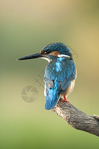 Kingfisher 阿尔西多在此 嵌入小鸟猎人保护水池野生动物栖息金属蓝色蠓科鸟类图片