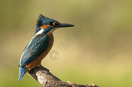 Kingfisher 阿尔西多在此 嵌入栖息翠鸟小鸟钓鱼野生动物保护动物蓝色荒野羽毛图片