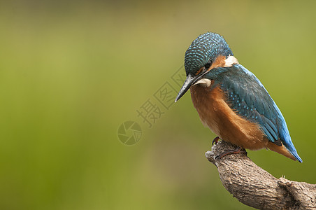 Kingfisher 阿尔西多在此 嵌入生物学生态钓鱼翠鸟荒野动物蓝色羽毛栖息金属图片