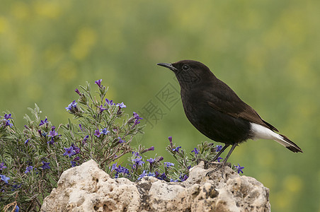 黑麦 奥南特莱库拉白鹳动物群蓝色动物羽毛观鸟沙漠鸟儿小麦图片
