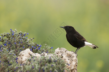 黑麦 奥南特莱库拉环境男性鸟类小麦动物群荒漠化歌鸟观鸟白鹳动物图片