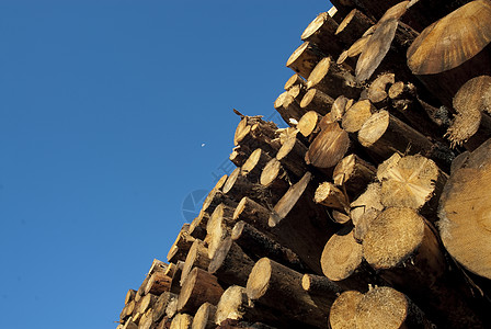 火灾后采集的松木 西班牙瓜达拉哈拉砍柴木工人伐木工砍伐林业圆圈材料商业日志木头图片