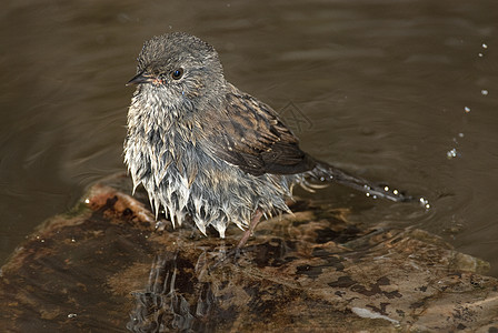 Dunnock Prunella 模块化is 在水中洗澡动物打扫翅膀植物麻雀栖息食虫重音荒野花园图片