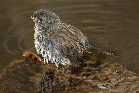 Dunnock Prunella 模块化is 在水中洗澡羽毛麻雀花园重音食虫动物栖息寝具植物打扫图片