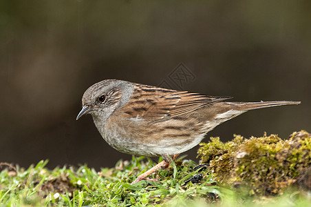 Dunnock Prunella模块化is 实地寻找食物动物群观鸟植物荒野麻雀树篱争吵野生动物花园模块化图片