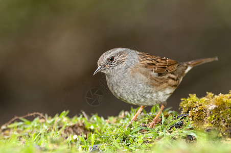 Dunnock Prunella模块化is 实地寻找食物野生动物栖息羽毛观鸟植物争吵麻雀动物群荒野模块化图片