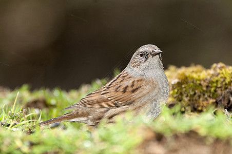 Dunnock Prunella模块化is 实地寻找食物翅膀栖息荒野野生动物麻雀植物花园模块化争吵树篱图片