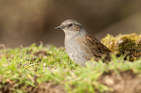 Dunnock Prunella模块化is 实地寻找食物野生动物模块化栖息树篱动物群观鸟荒野翅膀植物麻雀图片