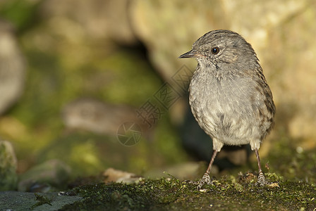 Dunnock Prunella模块化is 实地寻找食物野生动物麻雀观鸟模块化花园栖息翅膀荒野争吵植物图片