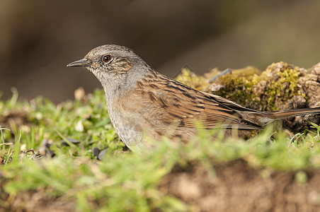 Dunnock Prunella模块化is 实地寻找食物观鸟动物群栖息荒野野生动物争吵麻雀树篱重音翅膀图片