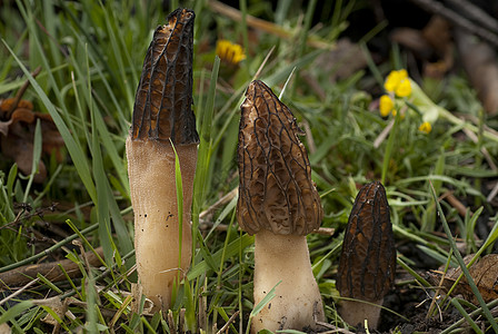 Mushroom 莫切拉·埃斯库伦塔图片