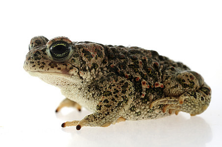 白种背景的奈特杰克塔达青蛙脊椎动物生物学动物皮肤蟾科生物眼睛蜉蝣蟾蜍图片