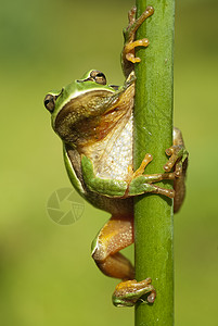 美丽的两栖绿色欧洲树蛙坐着眼睛荒野蟾蜍脊椎动物野生动物手指宏观濒危森林环境图片