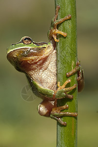 美丽的两栖绿色欧洲树蛙坐着动物叶子乔木蟾蜍荒野森林环境脊椎动物树蛙手指图片