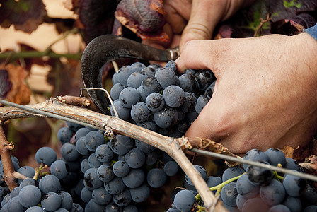 收割 切葡萄 在葡萄园的葡萄酒 胜利图片