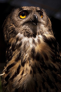欧亚猫头鹰Bubo bubo鹰猫 头部和眼睛肖像野生动物鸟类荒野动物哺乳动物猎鹰森林航班猫头鹰捕食者图片