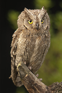 Otus scops 欧亚角鸮 小猫头鹰 栖息在树枝上羽毛夜莺野生动物猎物肉食荒野鸟类菜鸟外星人生物图片