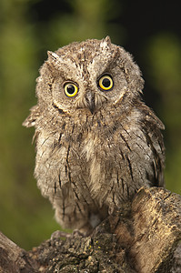 Otus scops 欧亚角鸮 小猫头鹰 栖息在树枝上菜鸟花园生活观鸟猫头鹰颜色捕食者小鸟植物森林图片