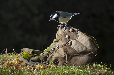 大胸(大胸) 园里的鸟 它浸在一只旧的靴子上图片
