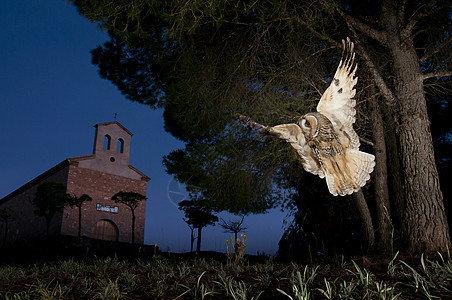 长生猫头鹰Asio OPus夜间狩猎 飞行 飞行橡木捕食者植物眼睛夜鸟荒野鸟类猫头鹰猎物动物图片