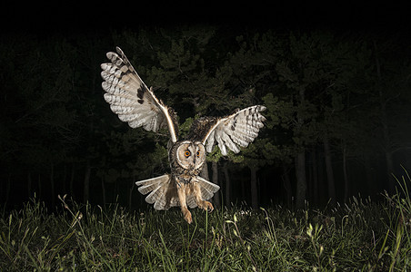 长生猫头鹰Asio OPus夜间狩猎 飞行 飞行底面猎人老鼠耳朵猎物羽毛森林植物橡木猫头鹰图片