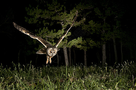 长生猫头鹰Asio OPus夜间狩猎 飞行 飞行眼睛猎人植物老鼠动物鸟类农村猎物橡木羽毛图片