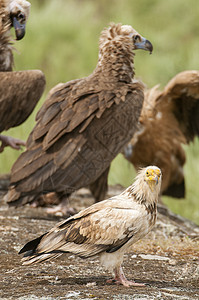 埃及秃鹫栖息地捕食者猎物动物群账单荒野清道夫飞行新龙腐肉图片