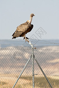 葛里芬·秃鹰 吉普斯飞毛象 站在栅栏上的猎物鸟图片