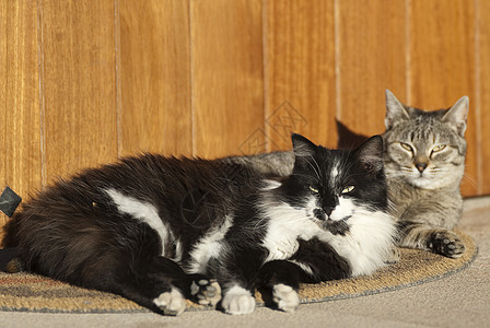 猫躺在门垫上精力打猎野生动物猫科动物动物流浪汉毛皮宠物领域哺乳动物图片